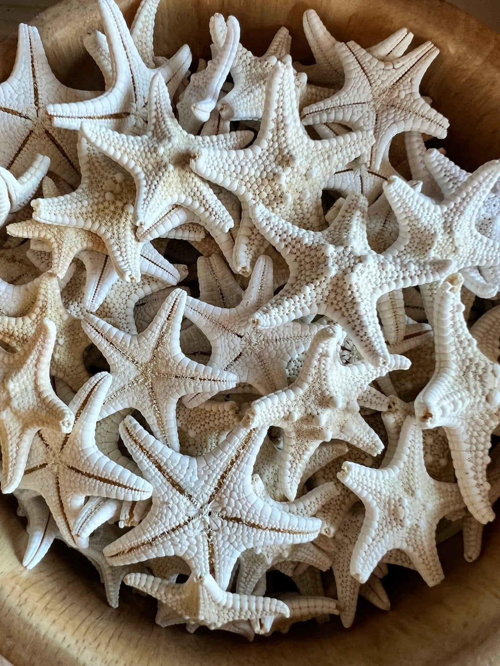 White Armoured Knobby Starfish