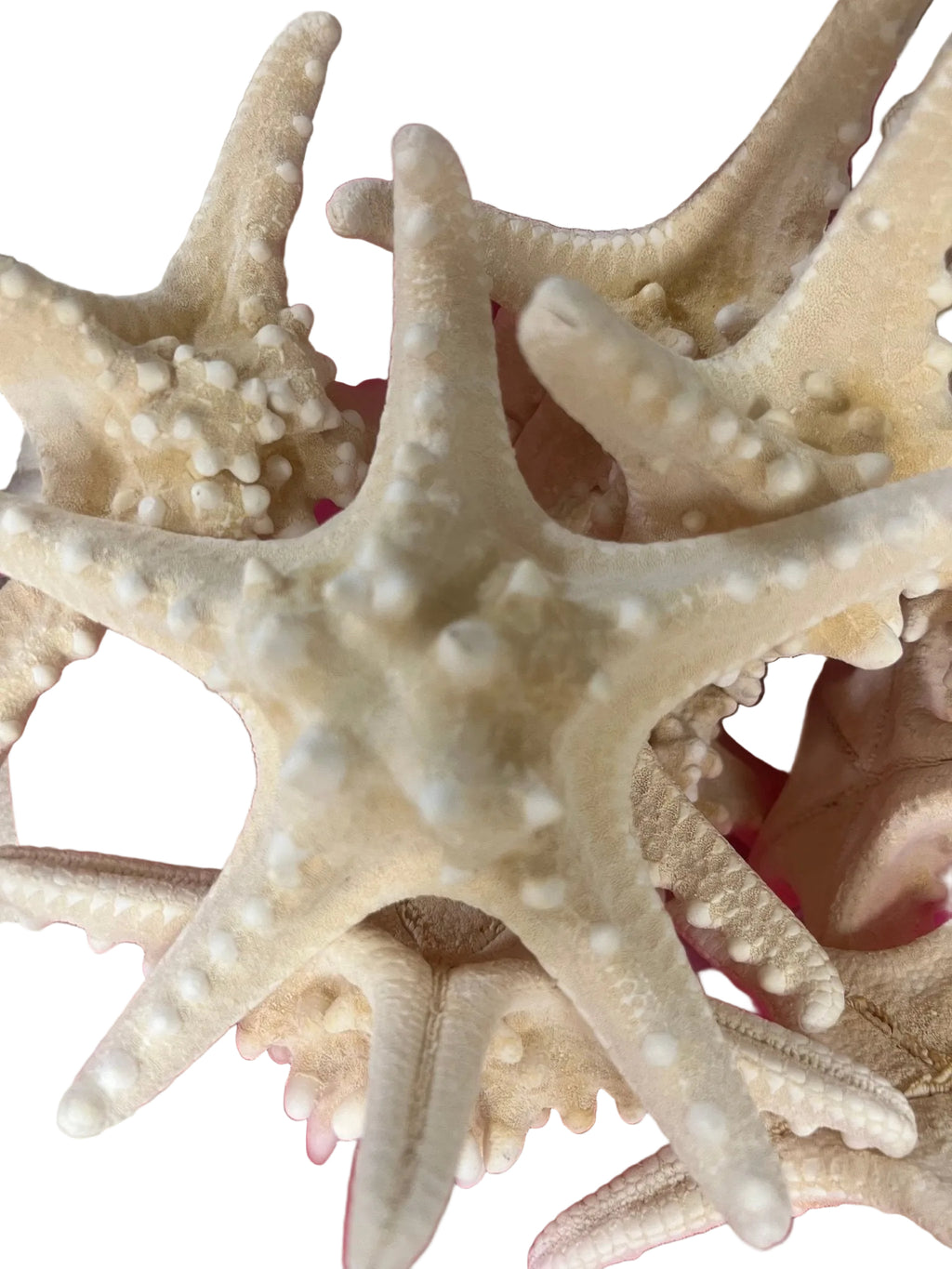White Armoured Knobby Starfish