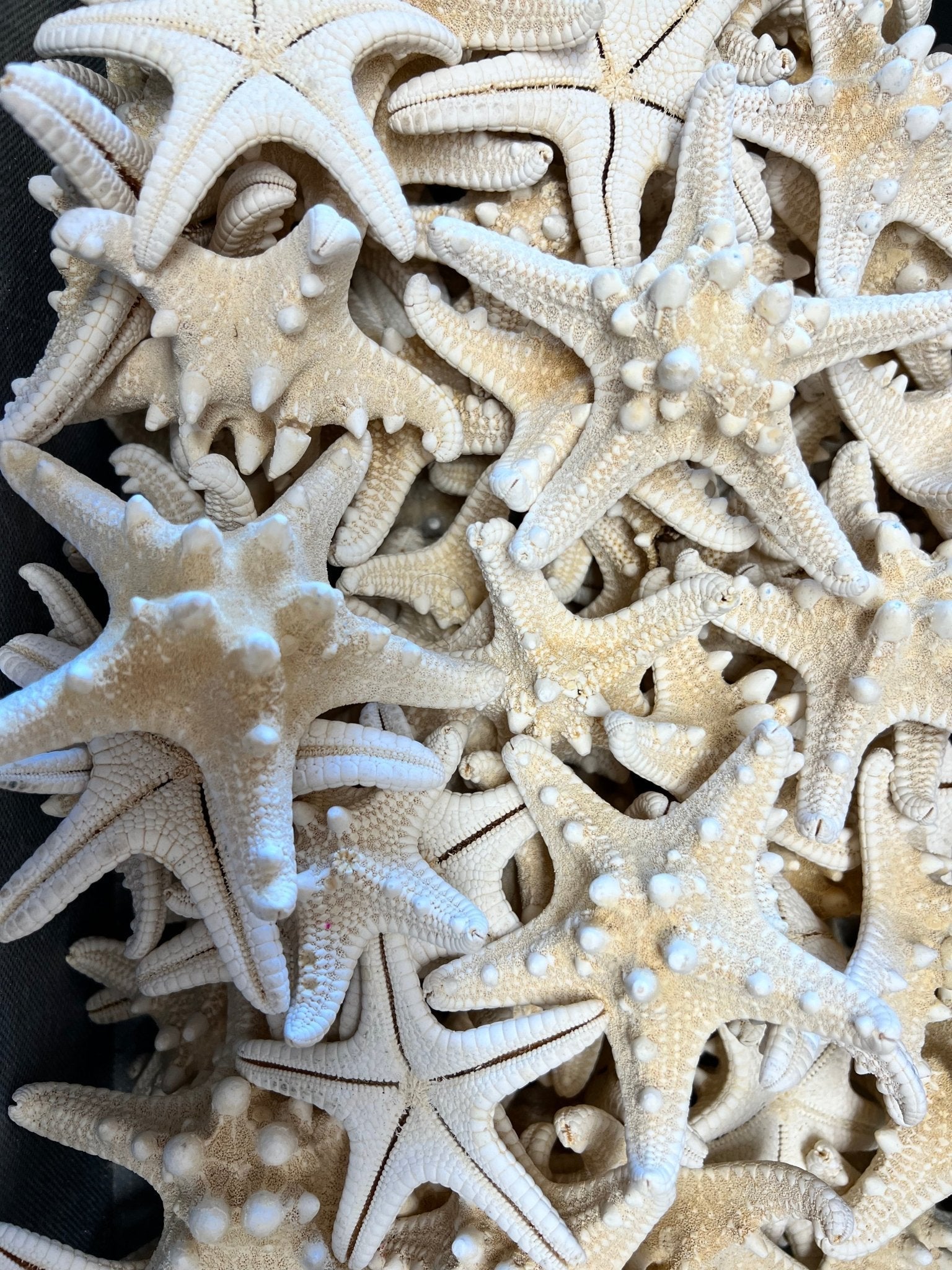 White Armoured Knobby Starfish