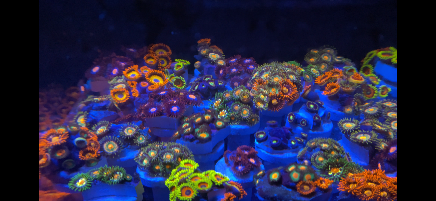 Mystery Zoa Frag