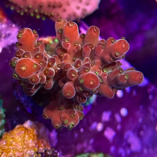 Acropora Rosaria Cherry Blossom