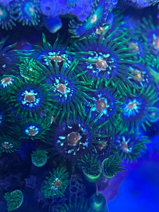 Stargazer Zoanthid