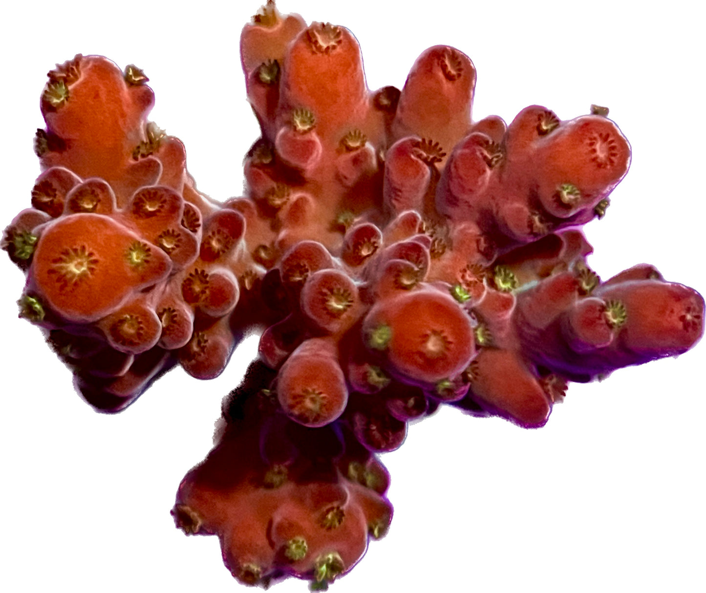 Acropora Rosaria Cherry Blossom